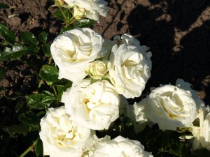 KRON PRINCESSE MARY (floribunda)